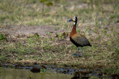 Duck on field