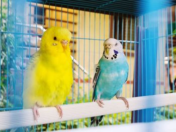 Birds perching in cage