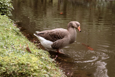 Goose floating on lake. 