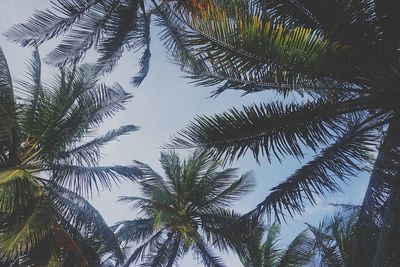 Low angle view of palm trees against sky