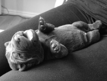 Close-up of a dog sleeping on sofa