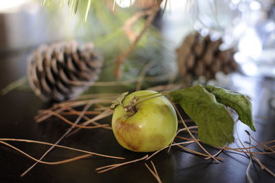 Close-up of fruits on tree