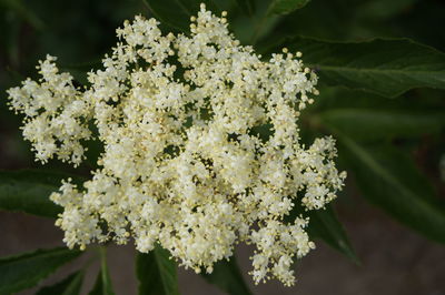 Close-up of white flowering plant