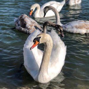 Swans swimming in lake