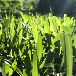 Close-up of fresh green plants