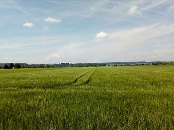 Scenic view of agricultural field against sky