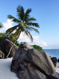 Palm tree on rock by sea against sky