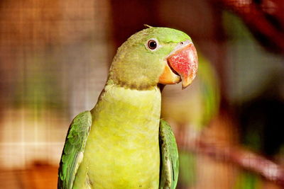 Close-up of parrot perching