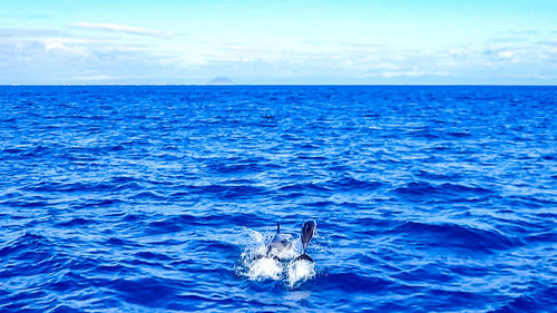 View of whale swimming in sea against sky