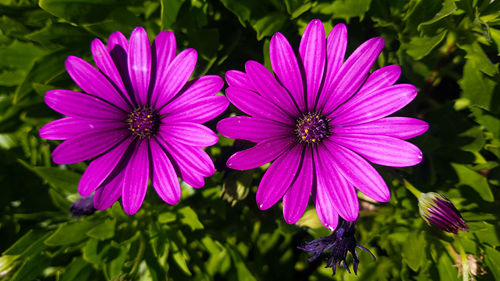 Close-up of pink flowers blooming outdoors