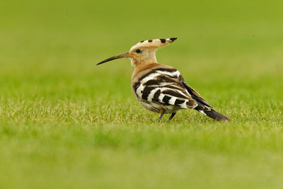 Close-up of a bird perching on a field