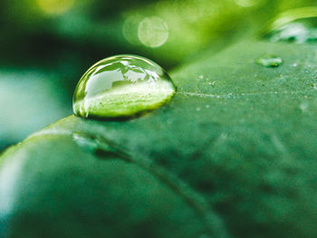 Close-up of wet leaf