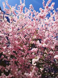 Pink cherry blossoms in spring