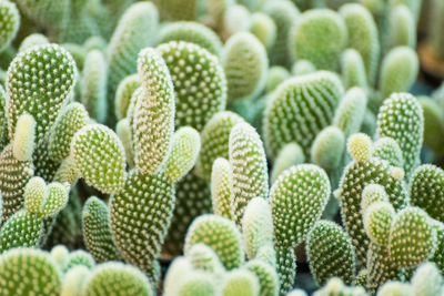 Close-up of succulent plant