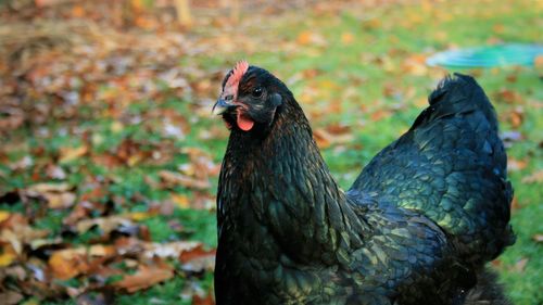 Close-up of a bird on field