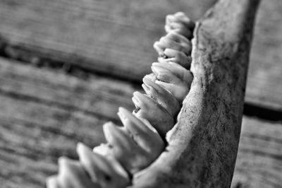 Close-up of dead animal teeth