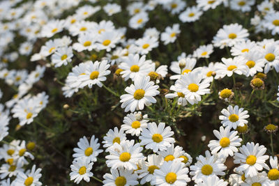 Close-up of white daisy flowers