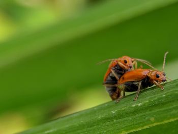 Close-up of insect on leaf