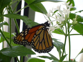 Close-up of butterfly perching on flower