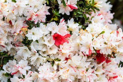 Close-up of pink flowering plants