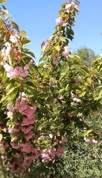 Low angle view of pink flowers blooming on tree