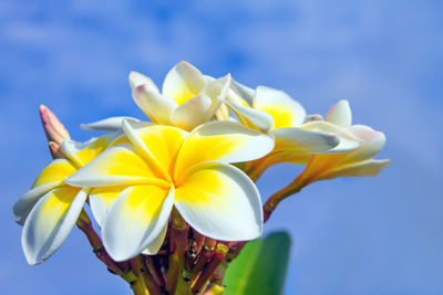 Close-up of frangipani flowers against blue sky
