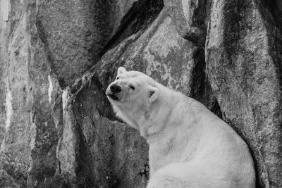 Close-up of dog sitting on rock