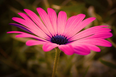 Close-up of pink flower