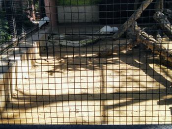 View of cat in cage