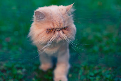 Close-up of cat looking away