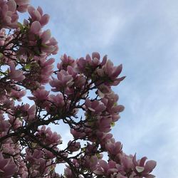 Low angle view of pink flowers against sky