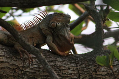 Big iguana  in tree