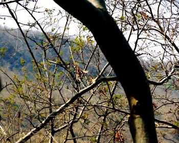 Low angle view of bare tree against sky