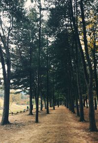 View of trees in park