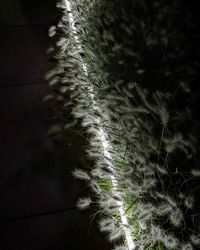 Low angle view of trees against sky at night