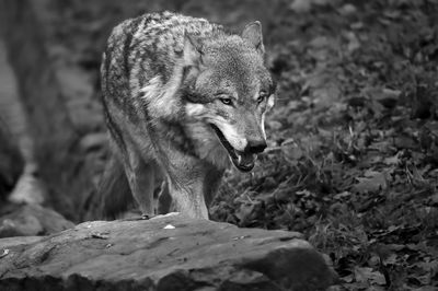 Lion looking away on rock