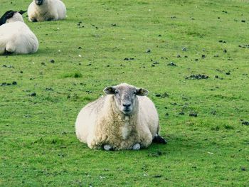 Portrait of sheep grazing on field