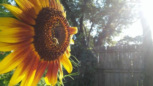 Close-up of sunflower blooming outdoors