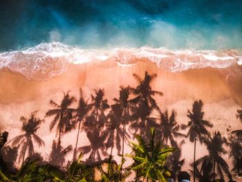 View of trees on beach