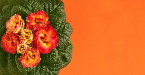 Close-up of red rose flower against orange background