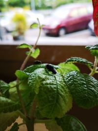 Close-up of insect on plant