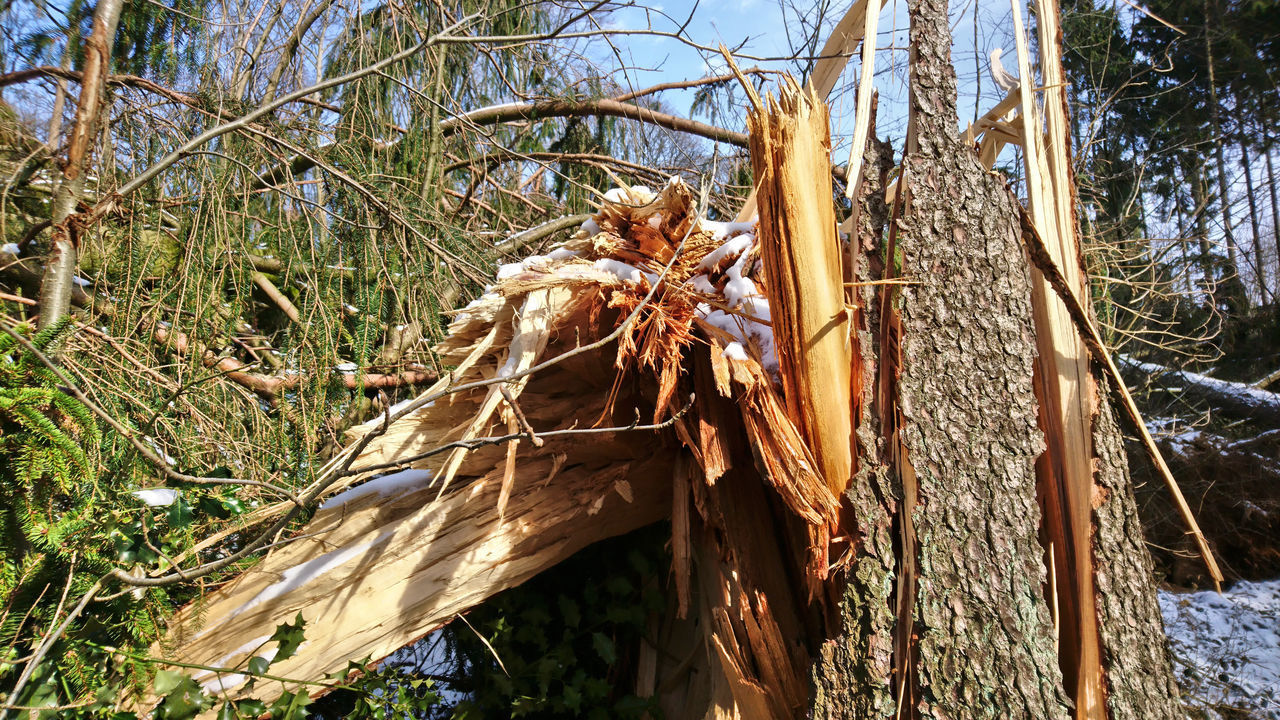 LOW ANGLE VIEW OF DRY LEAVES ON TREE TRUNK