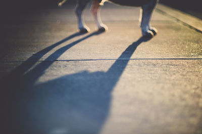 Low section of people walking on floor