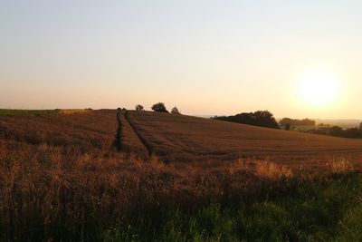 Scenic view of agricultural field against clear sky during sunset