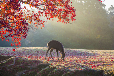 View of a dog on field during autumn