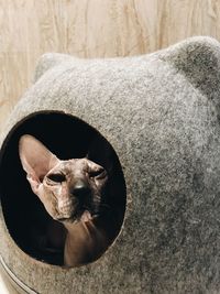 High angle view of dog relaxing on floor