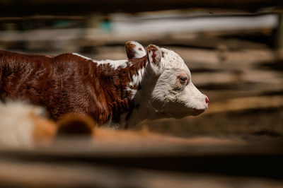 Close-up of dog looking away