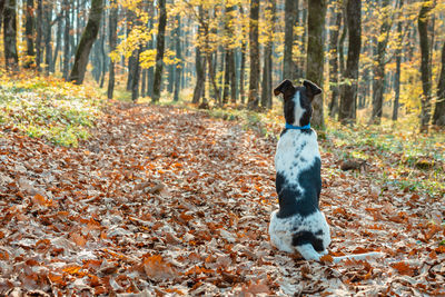 Dog standing on ground during autumn