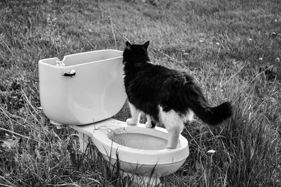 Cat sitting in a field