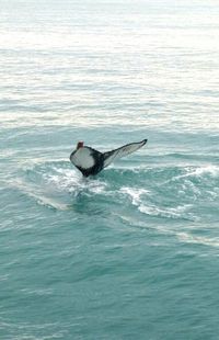 Man surfing in sea